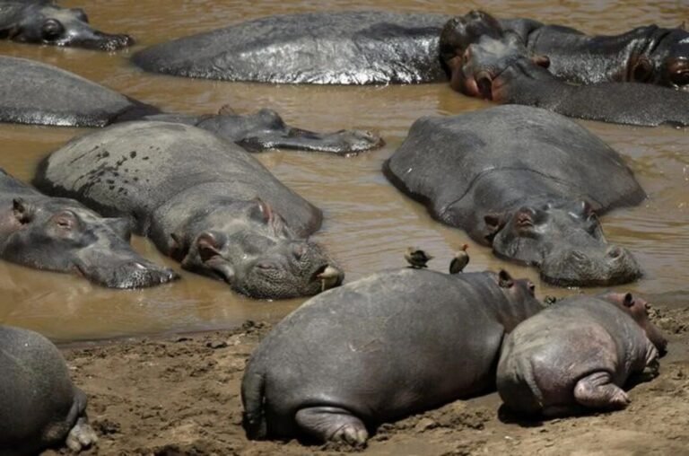 Mysterious hippo deaths:19 hippos found dead in Zimbabwe’s Sapi safari area and Chirundu