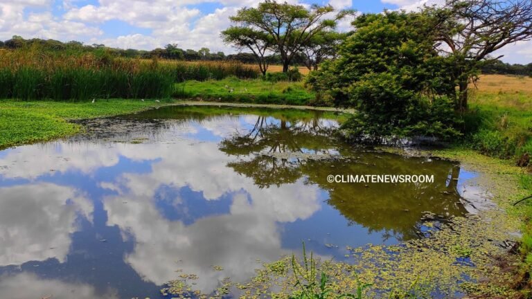 Urgent call to action: Minister Nyoni highlights wetlands as essential lifelines for ecosystems