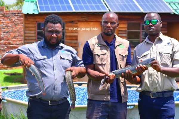 Zimbabwe fish growers break new ground, revolutionizing aquaculture with game-changing catfish farming