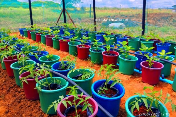 Shamva College’s climate smart hub champions eco-friendly farming practices and sustainable food systems.