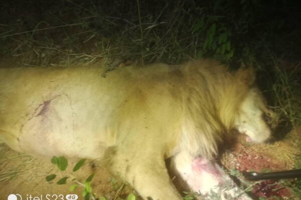 Zimbabwe authorities euthanize stray lion after cattle attacks, urge caution over wildlife