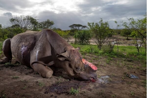 Zimbabwean national sentenced to 110 years for Rhino poaching, wildlife crimes
