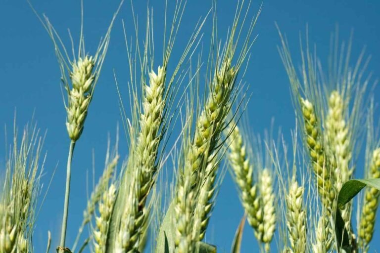 Zimbabwe prepares for record winter wheat season with 120,000 hectares targeted