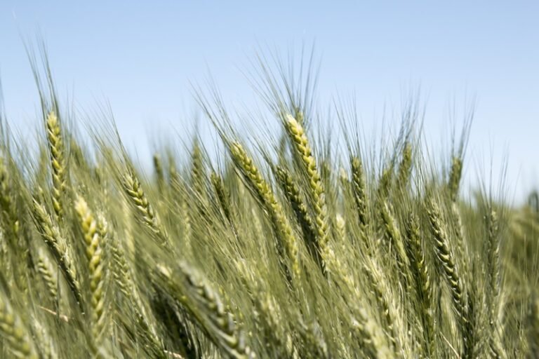 Valley Seed introduces climate-resilient wheat varieties for 2025 winter season