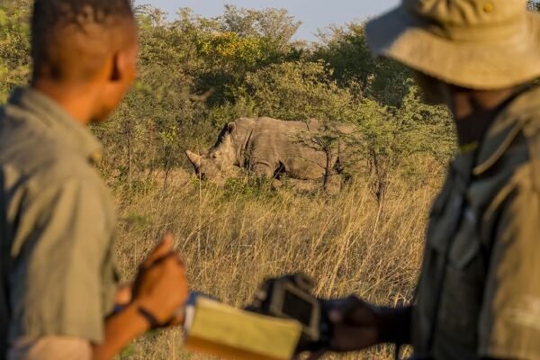 IRF wildlife conservation network launch leadership program to protect rhinos