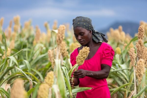 Zimbabwe farmers turn to climate-smart agriculture amid drought, market pressures