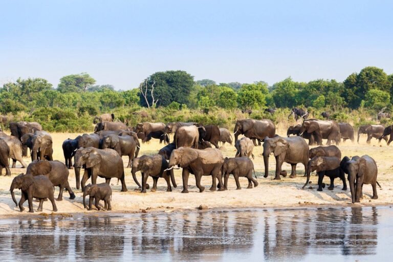 Zimbabwe to cull 50 elephants as population exceeds habitat capacity