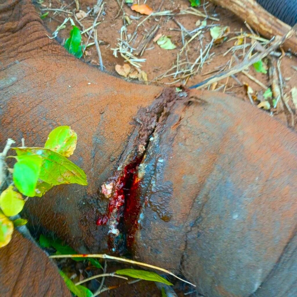 Poaching continues to haunt Zimbabwe’s wild landscapes as silent, crude snares claim victims indiscriminately