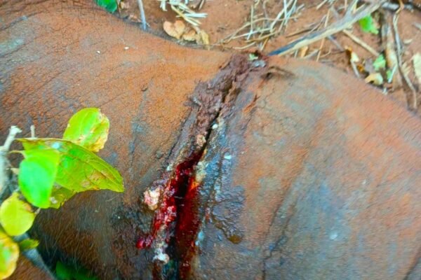 Poaching continues to haunt Zimbabwe’s wild landscapes as silent, crude snares claim victims indiscriminately