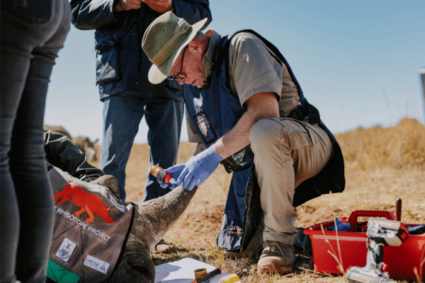 Nuclear-tagged rhino horns enter operational phase in fight against poaching