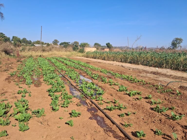 Farming against the odds: Chibvuti farmers show resilience amid climate change pressures 